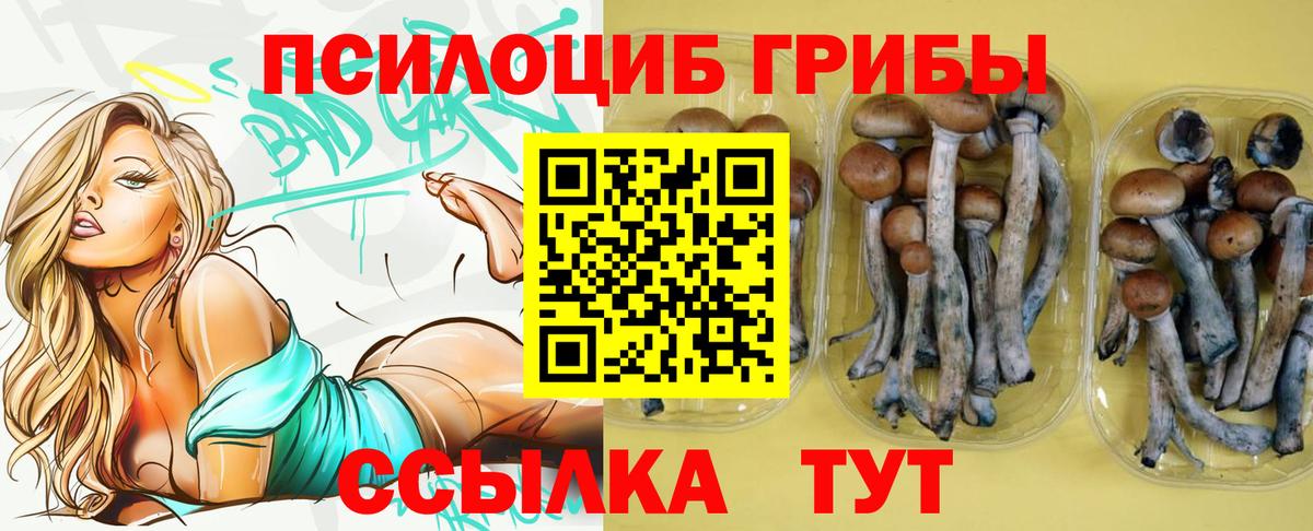 Галлюциногенные грибы Psilocybe Кизилюрт