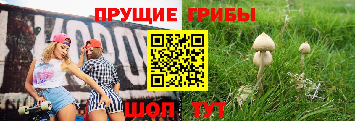 как найти наркотики  Вход с VPN  Кизилюрт  Галлюциногенные грибы Psilocybine cubensis 